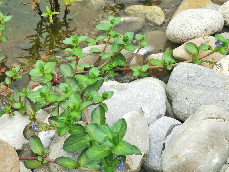 Bachbunge - Veronica beccabunga